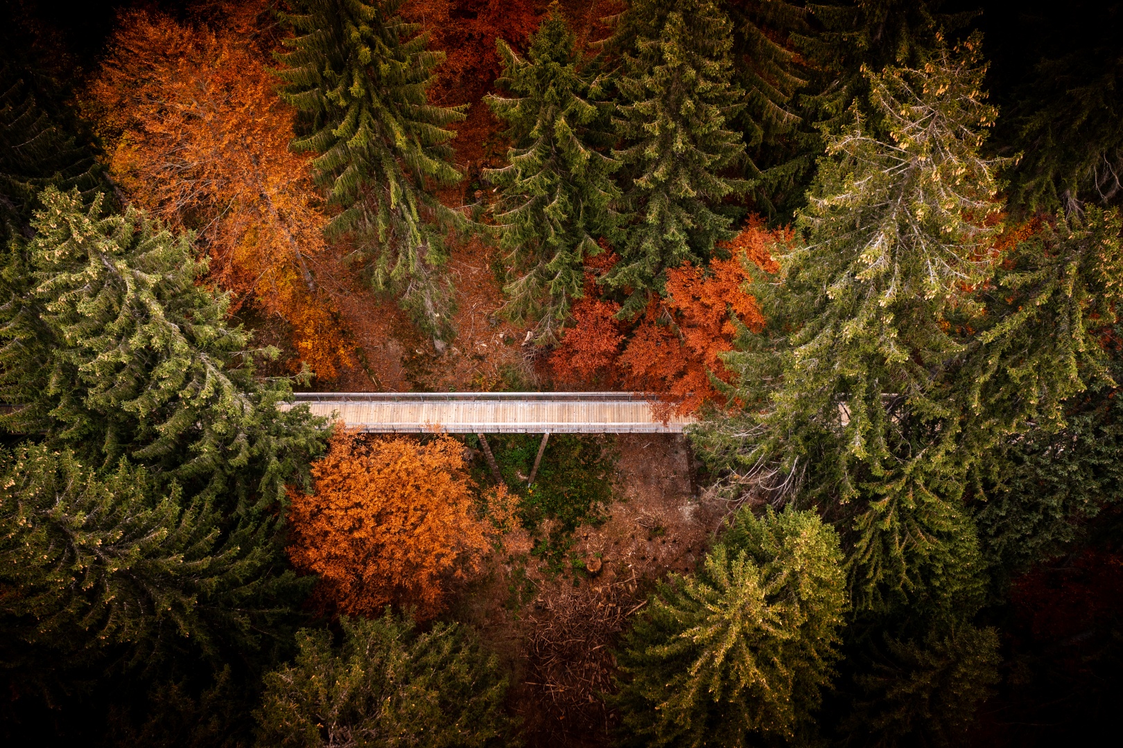 Senda dil Dragun – Baumwipfelpfad Laax